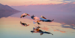 ©Tuomaala (Finland) - Image: Passage. Series: Pelicans of Kerkini. Merit Award Gallery AAP Magazine #60: Nature