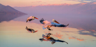 AAP Magazine – 25 winners of Issue #60: Nature Photography Awards