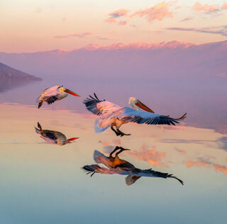 AAP Magazine – 25 winners of Issue #60: Nature Photography Awards
