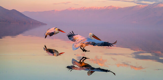 AAP Magazine – 25 winners of Issue #60: Nature Photography Awards