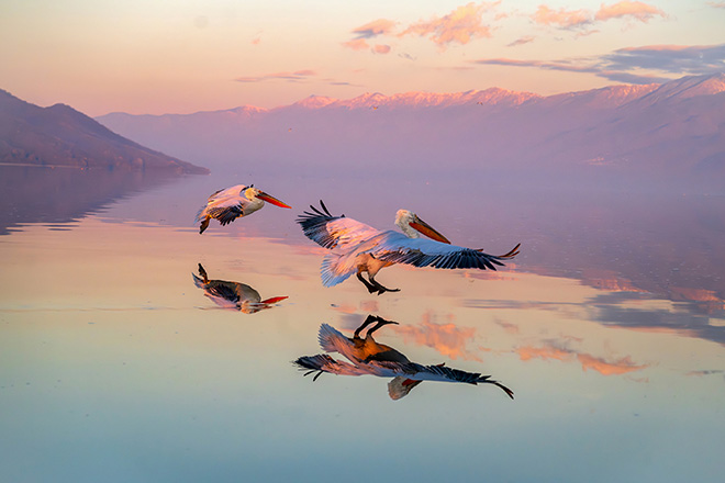 AAP Magazine – 25 winners of Issue #60: Nature Photography Awards