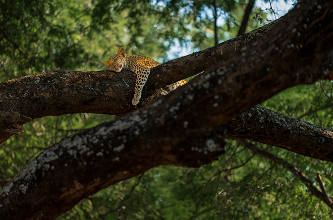 ©Turgay Uzer (USA) -  image: Dreaming. Series: A Day in the Life of a Leopard Cub. Merit Award Gallery AAP Magazine #60: Nature