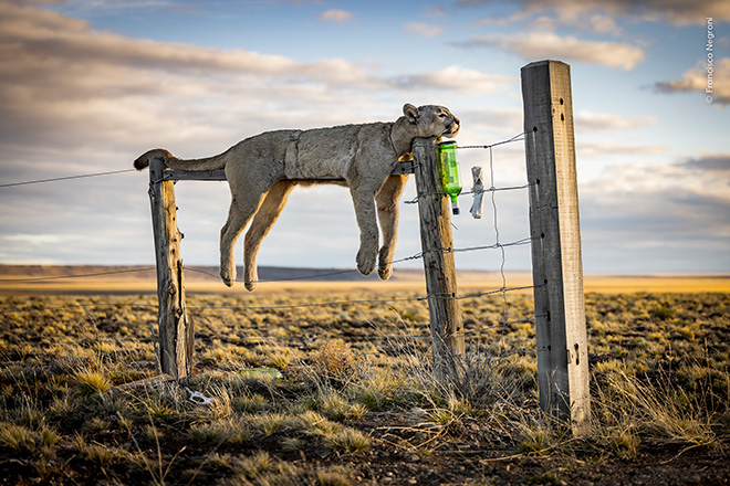 ©Francisco Negroni, Cile - Segnale di avvertimento, Route 40, Provincia di Santa Cruz, Argentina. Vincitore, Fotogiornalismo, Wildlife Photographer of the Year