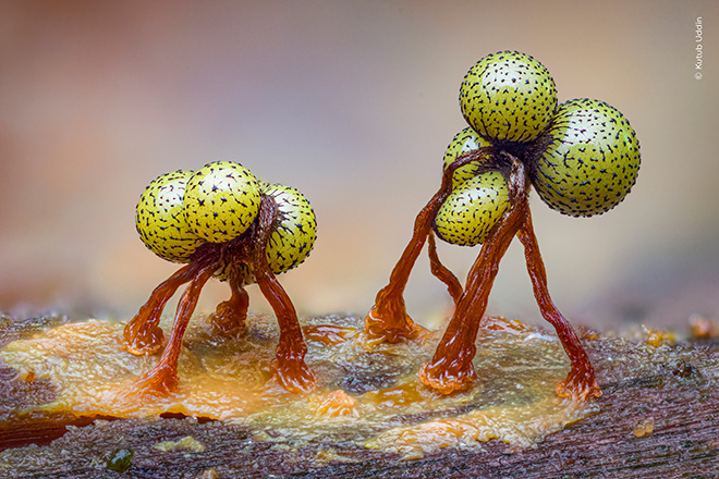 ©Kutub Uddin, Bangladesh/Regno Unito - Secret Worlds, Hesworth Common, West Sussex, Inghilterra, UK. Vincitore del premio Portfolio, Wildlife Photographer of the year 2026