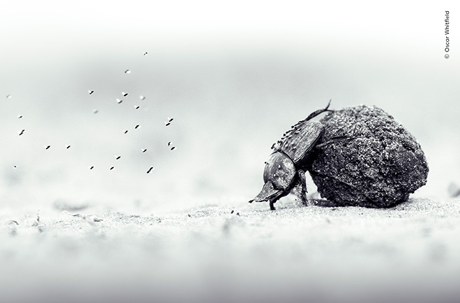 ©Oscar Whitfield, Zimbabwe/UK - Un atto d’amore, Zambesi National Park, Distretto di Hwange, Zimbabwe. Vincitore Young Wildlife Photographer of the Year 2026