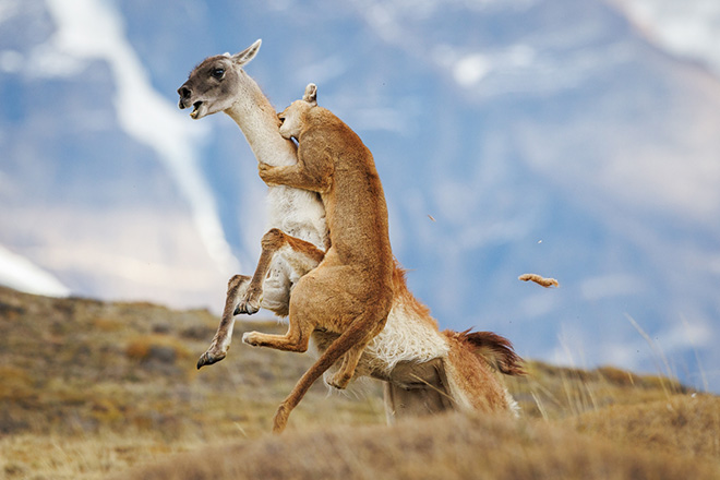 ©Kevin Shi - Power Play, Torres del Paine National Park, Magallanes (Chile). 1st classified, Animals in their environment, Siena International Photo Awards 2026