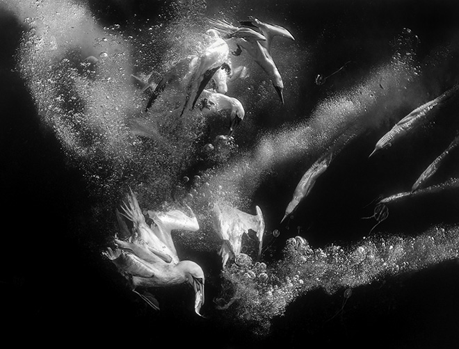 ©Nur Tucker - Commotion in the Ocean, Shetland Islands, Scotland (UK). 1st Classified, Underwater life, Siena International Photo Awards 2026