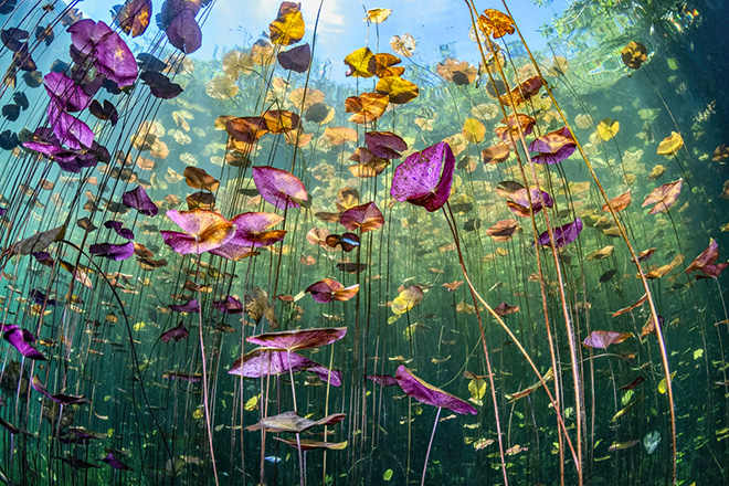 ©Ysabela Coll - Underwater Garden, Mexico. Commended, The Beauty of Nature,  Siena International Photo Awards 2026