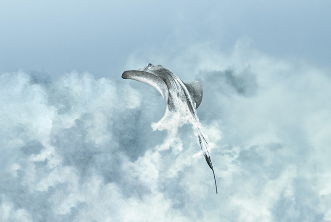 ©Ysabela Coll - Vanishing Act, Cozumel (Mexico). Animals & Pets, 1st Classified, Creative Photo Awards 2026