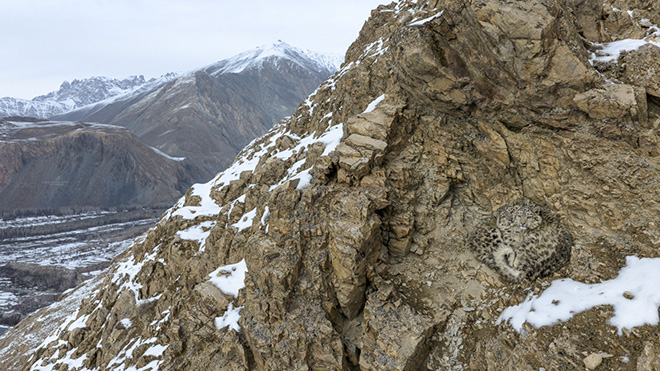 ©Awais Ali Sheikh - Hidden In Plain Sight, Ghalapan Village, Gilgit Baltistan (Pakistan). Wildlife, Drone Photo Awards 2026