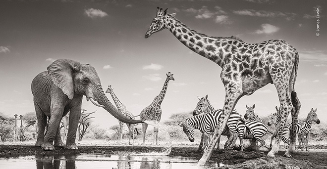 ©James Lewin - Il luogo di ritrovo, ol Donyo Lodge, Chyulu Hills National Park, Contea di Makueni, Kenya, Vincitore, Animali nel loro ambiente, Wildlife Photographer of the Year