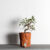 Ugo La Pietra: Casa e natura: architettura/natura. Bosco in città, Terracotta modellata a mano (artigiano Sandro Da Boit) 35x16x16 cm 2015. Photo: Renato Ghiazza, courtesy: Astuni