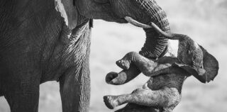 62° Wildlife Photographer of the Year – The Winners