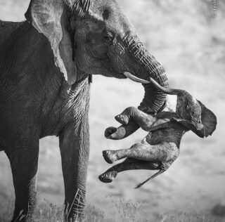 62° Wildlife Photographer of the Year – The Winners