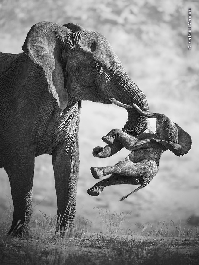 62° Wildlife Photographer of the Year – The Winners