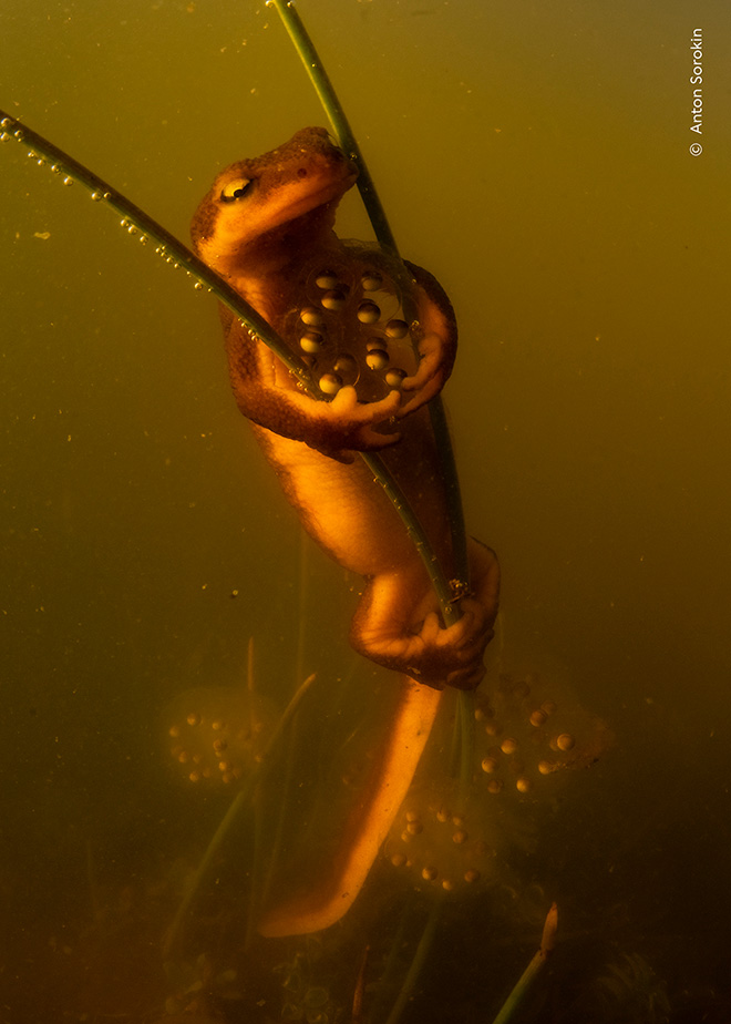 ©Anton Sorokin, USA - Posa protettiva, Contea di Contra Costa, California, USA. Vincitore, Comportamento: anfibi e rettili, Wildlife Photographer of the Year